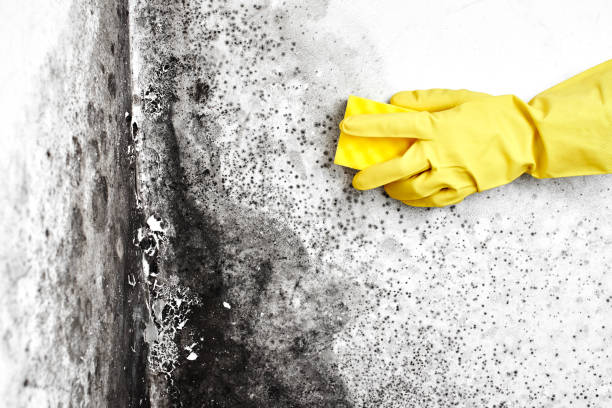 Best Mold Removal for HVAC Installations  in Louisa, KY