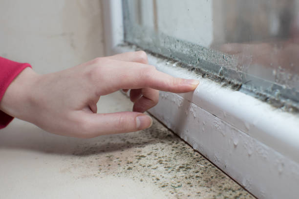 Best Post-Construction Mold Inspection  in Louisa, KY
